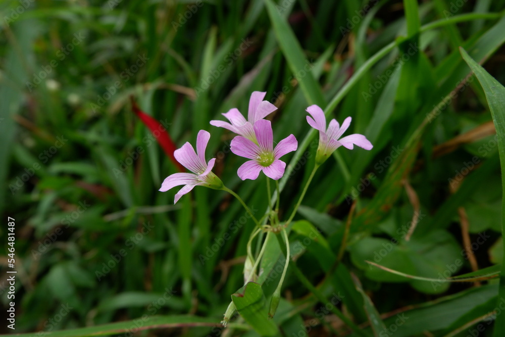 The pink flowers called Pink wood sorrel bloom in the nature