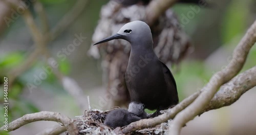 Close-up Brown Noddy female with a cute young chick sitting on a nest photo