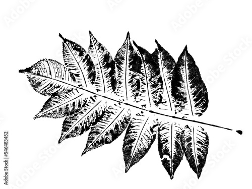 texture of foliage imprint on paper, leaf texture on a white background