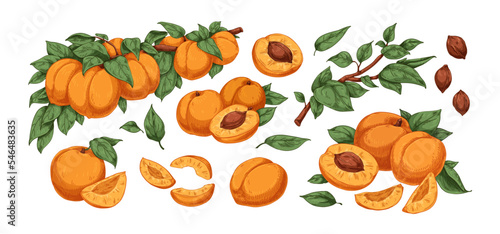 Fresh apricots set. Ripe fruits on tree branch, pits, flesh, cut halves, slices and leaf. Juicy food, berries with seeds, leaves. Realistic hand-drawn vector illustrations isolated on white background