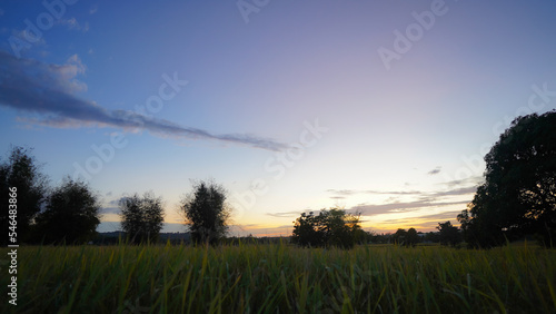 field of rice and sun in evening time.