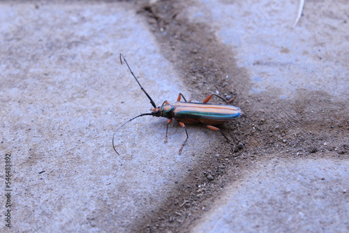 A bug on a concrete (ID: 546483892)