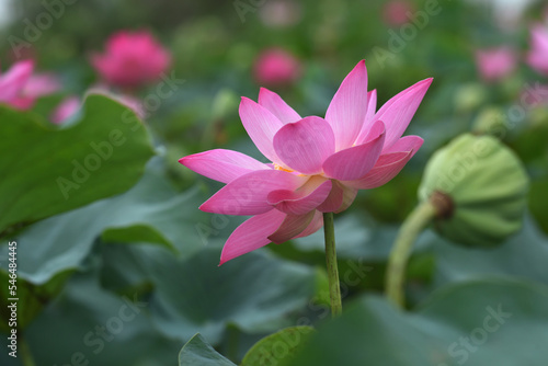 lotus flower blossom