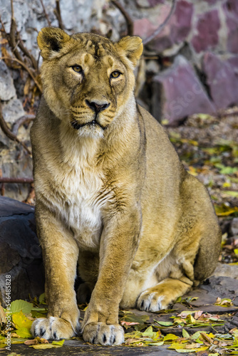 The lioness sits and looks forward