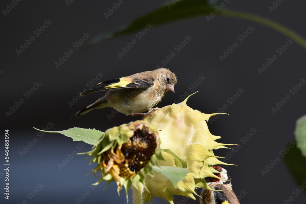 Obraz premium junger Stieglitz