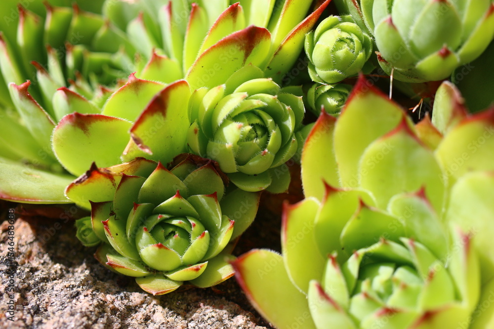 rojnik murowy sempervivum rojnik murowy sempervivum