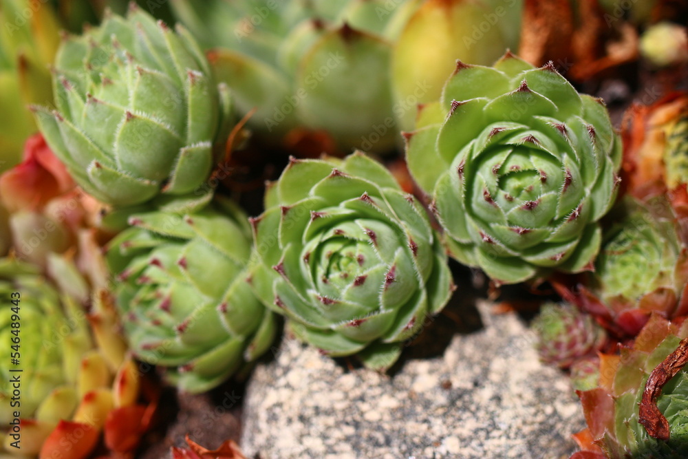 Obraz premium rojnik murowy sempervivum tectorum