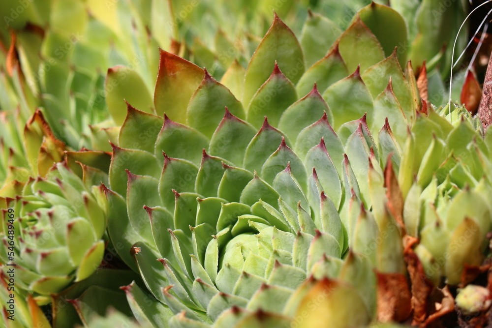 Fototapeta premium rojnik murowy sempervivum tectorum