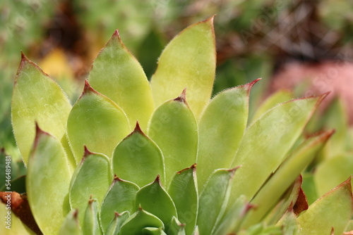 rojnik murowy sempervivum tectorum © Perovskia