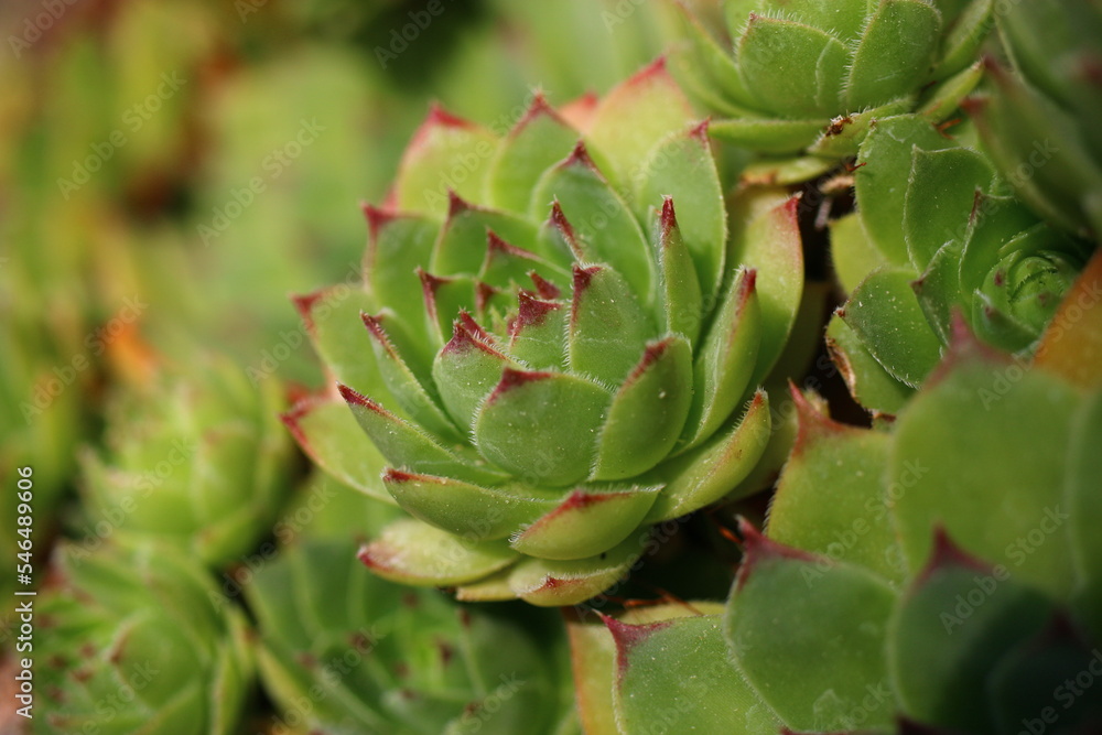 rojnik murowy sempervivum tectorum rojnik murowy sempervivum tectorum