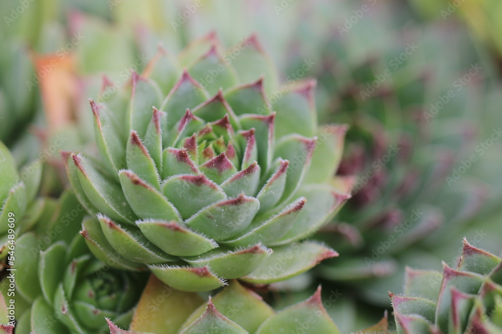 rojnik murowy sempervivum tectorum rojnik murowy sempervivum tectorum