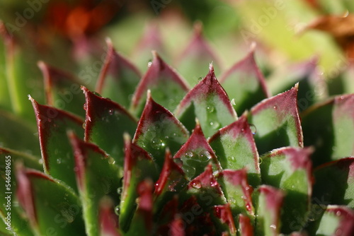 rojnik murowy sempervivum tectorum