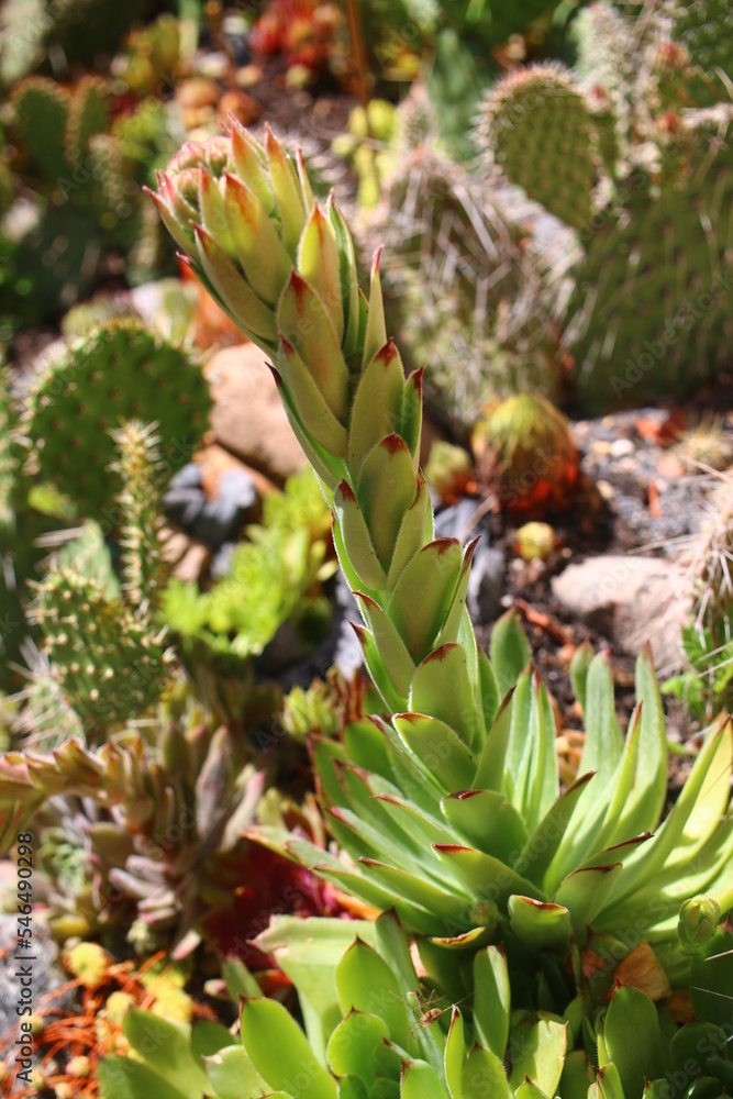 Fototapeta premium rojnik murowy sempervivum tectorum