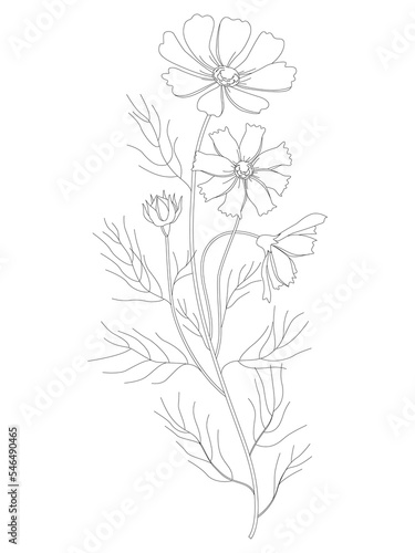 Vector drawing with a contoured Cosmos or a bouquet of Cosmea flowers  richly decorated with black leaves and buds isolated on a white background. Contour flowering space plant.