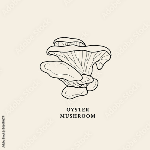 Line art oyster mushroom illustration