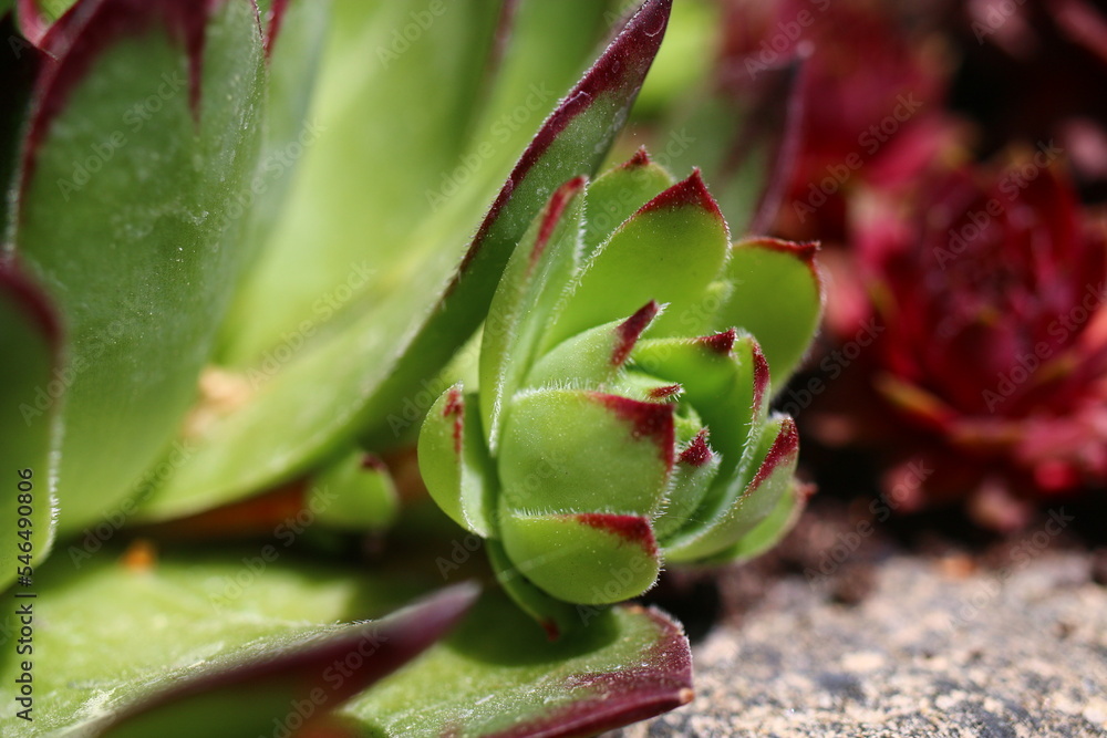 rojnik murowy sempervivum tectorum rojnik murowy sempervivum tectorum