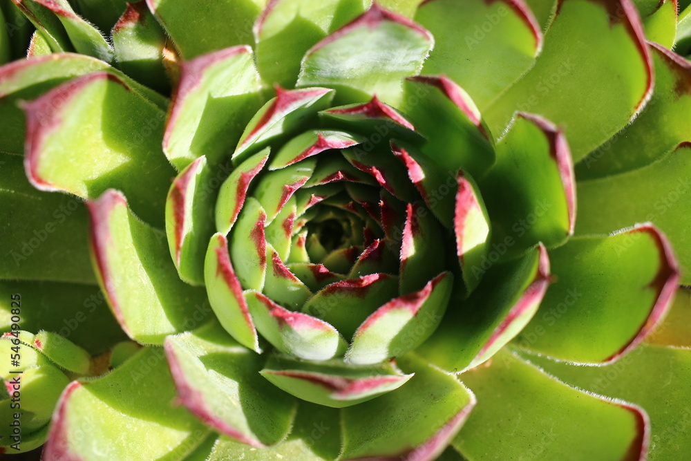 rojnik Sempervivum tectorum rojnik murowy rojnik Sempervivum tectorum rojnik murowy