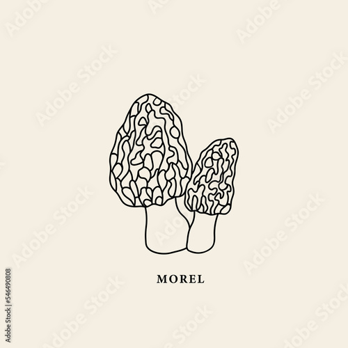 Line art morel mushroom illustration