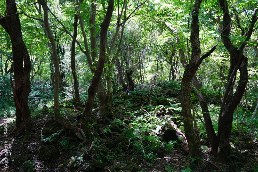 thick wild forest in the gleaming sunlight thick wild forest in the gleaming sunlight