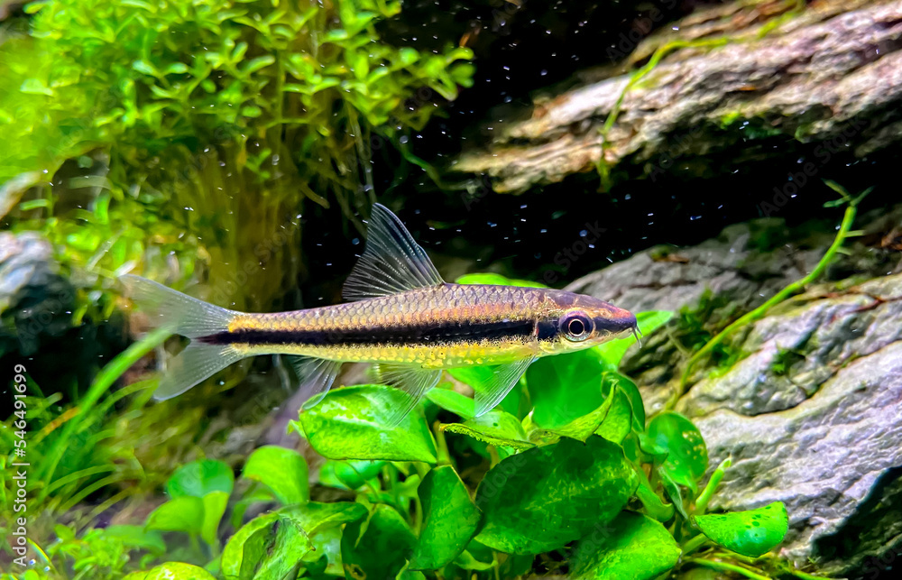 The Siamese Algae-eater (Crossocheilus oblongus) in the home aquarium ...