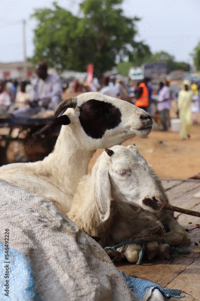 Fototapeta premium cow and calf