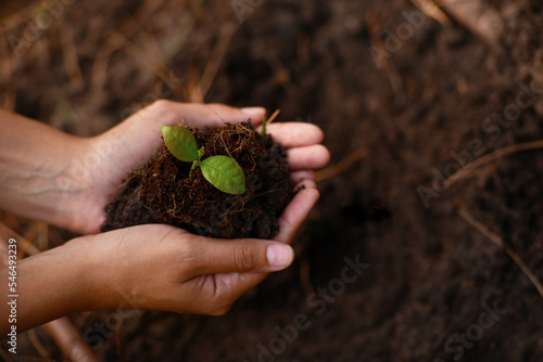 Plant, growth and soil in hands for earth day, support and sustainability with gardening dirt, fertilizer and nature in agriculture. Agro, green garden and natural environment for farming and spring photo