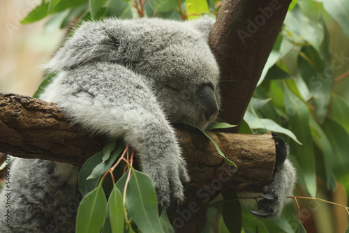 Photography A Koala Bear sleeping on a branch