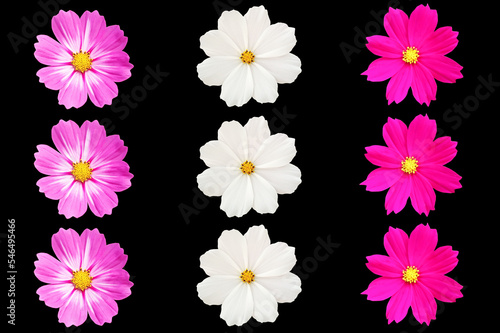Fototapeta Naklejka Na Ścianę i Meble -  Top view, Pattern set three cosmos flower violet and white color flower blossom blooming isolated on black background for stock photo, houseplant, spring floral