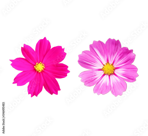 Close up, Two cosmos flowers purple color blossom blooming isolated on white background for stock photo, houseplant, spring floral © Apichai