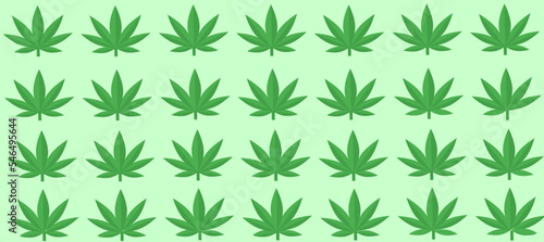 Green cannabis leaves isolated on  background