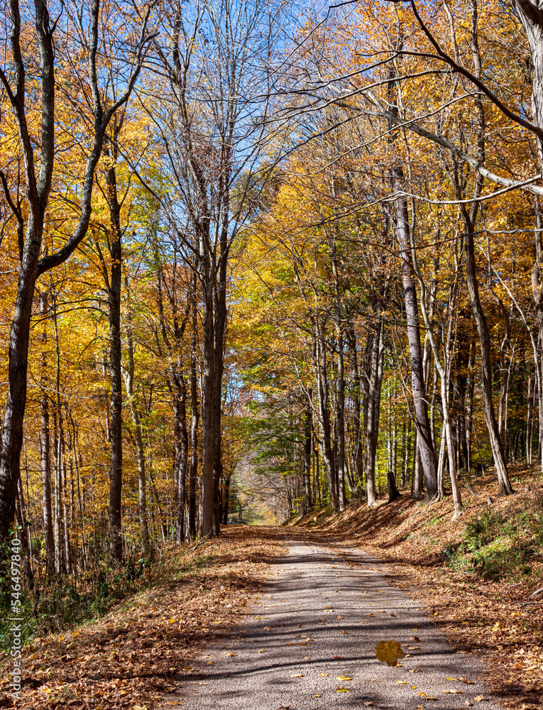 Beautiful autumn country road background