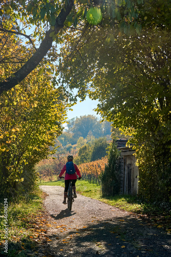 nice senior woman riding her electric mountain bike in the steep autumnal colored vineyards of River Neckar Valley,Baden-Wuerttemberg, Germany