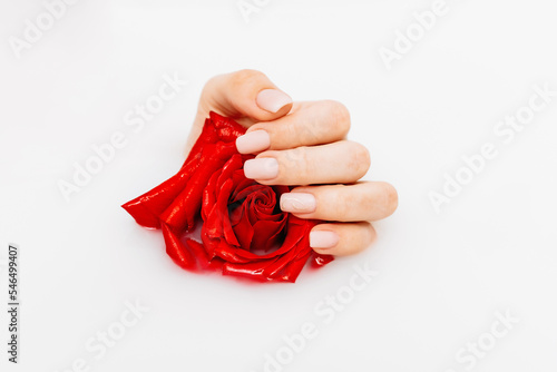 Top view of female hands holding a beautiful red rose in the palms in a milk bath. Beautiful female hands. Hand care. Beauty treatment with skin of hands