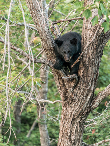 Black Bear mother and baby cub climbing in a tree top summer time, Acadieville New Brunswick Canada photo