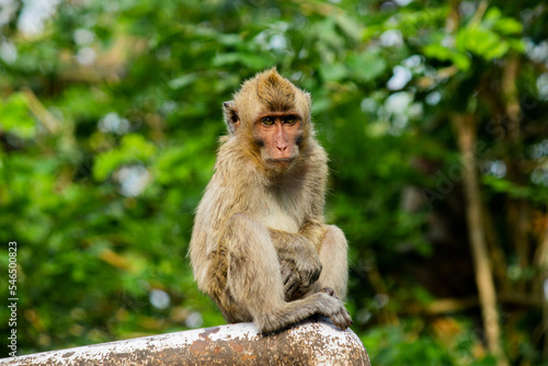 wild monkeys in the zoo and wildlife © Herupras