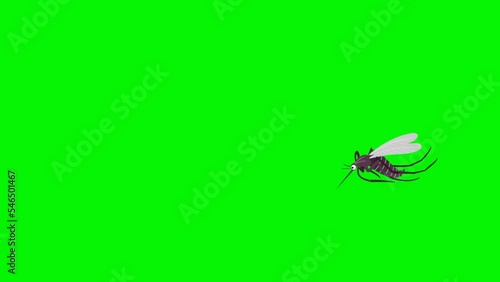 motion video animation of mosquitoes flying and perching on a green background or green screen photo