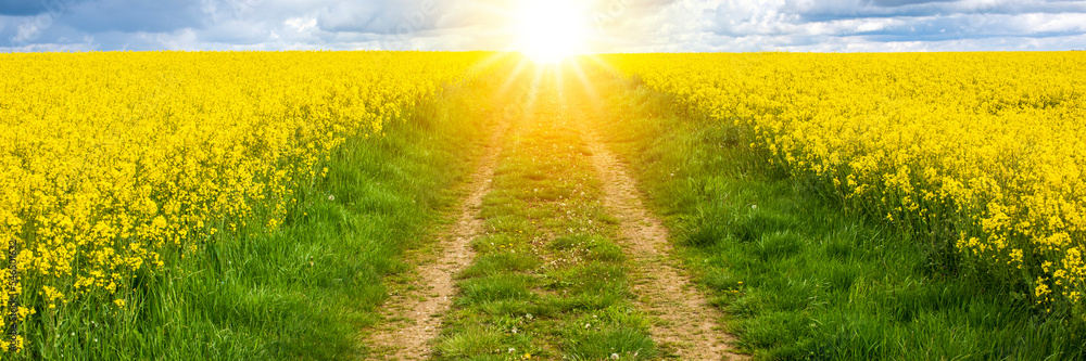 Obraz premium Feldweg mit Perspektive in einem Rapsfeld