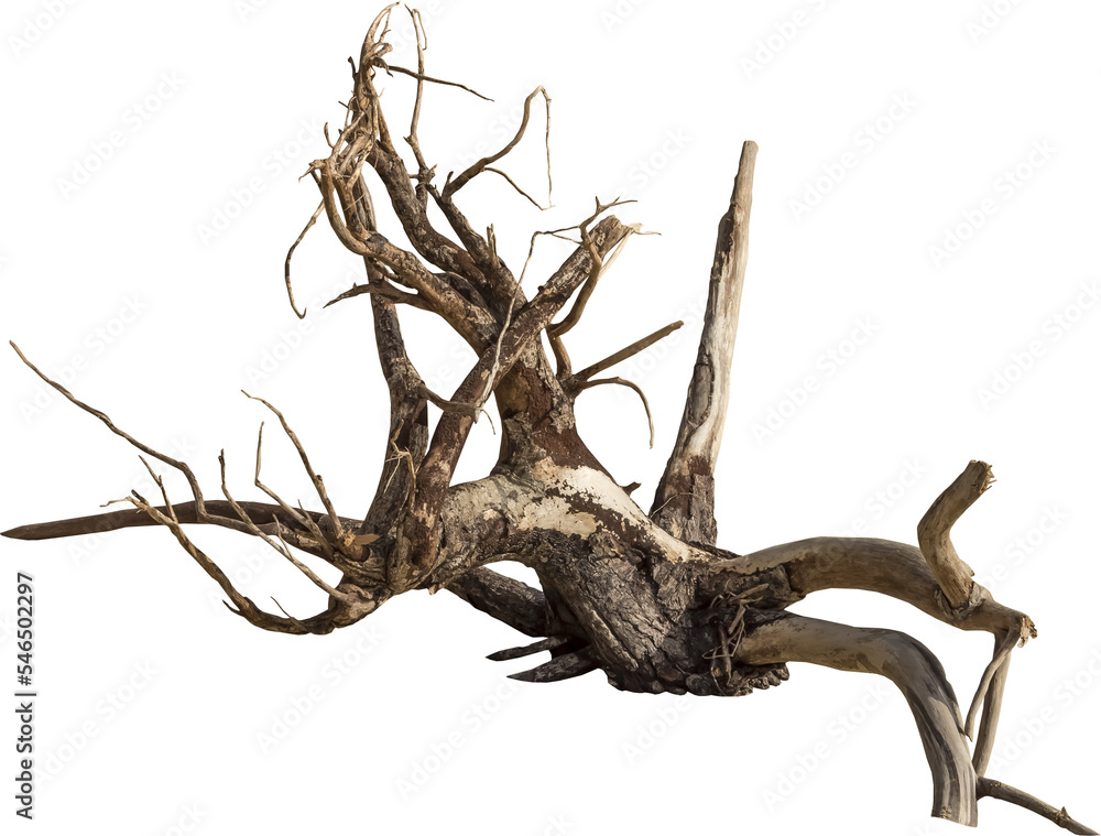 Isolated PNG cutout of a dead tree on a transparent background Isolated PNG cutout of a dead tree on a transparent background