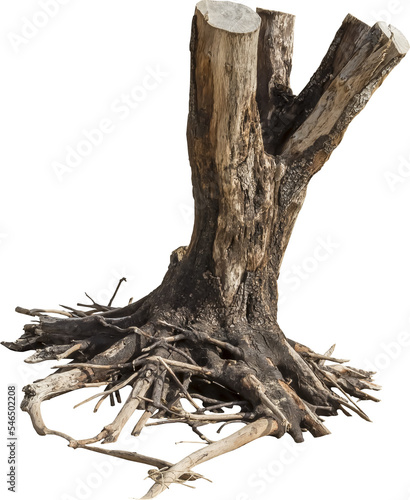 Canvas Print Isolated PNG cutout of a dead tree on a transparent background