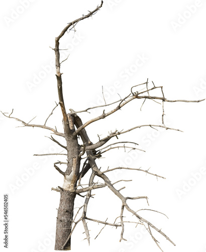 Isolated PNG cutout of a dead tree on a transparent background © NomadPhotoReference