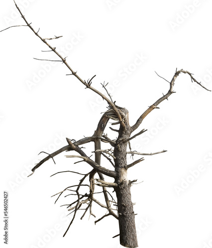 Isolated PNG cutout of a dead tree on a transparent background
