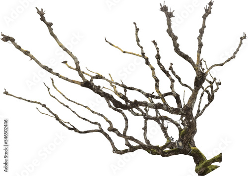 Isolated PNG cutout of a dead tree on a transparent background