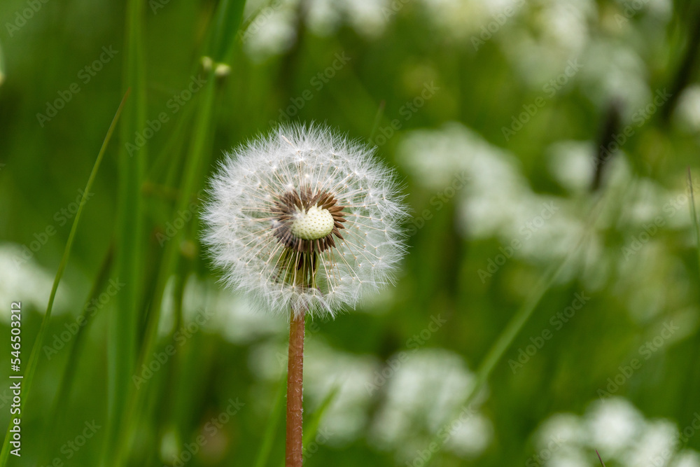 Fototapeta premium Löwenzahnwiese