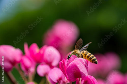 a honey bee's eyes while eating honey from a pink flower blossom © oktavianus