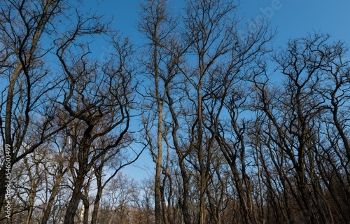 Fototapeta Naklejka Na Ścianę i Meble -  Drzewa bez liści na tle błękitnego nieba