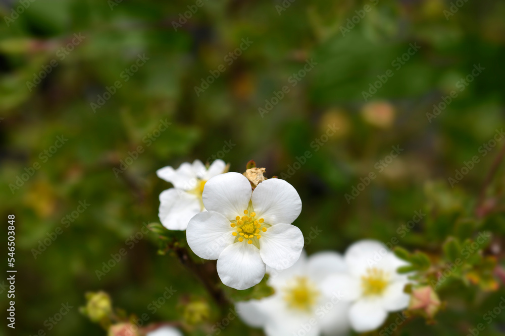 Shrubby Cinquefoil Abbotswood white flower Shrubby Cinquefoil Abbotswood white flower