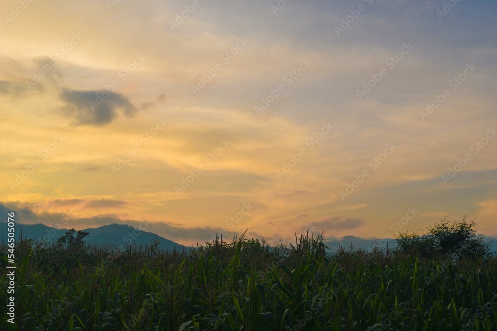 Fotografie Orange sky in evening and maize field