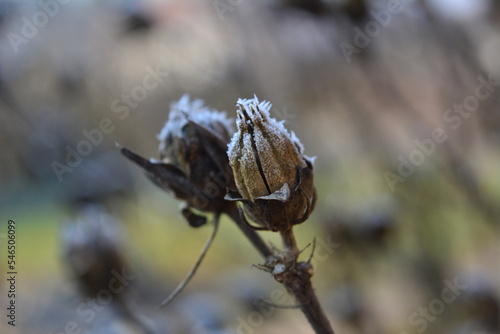 Dry flower on the brown bokeh background © ArtistiKa