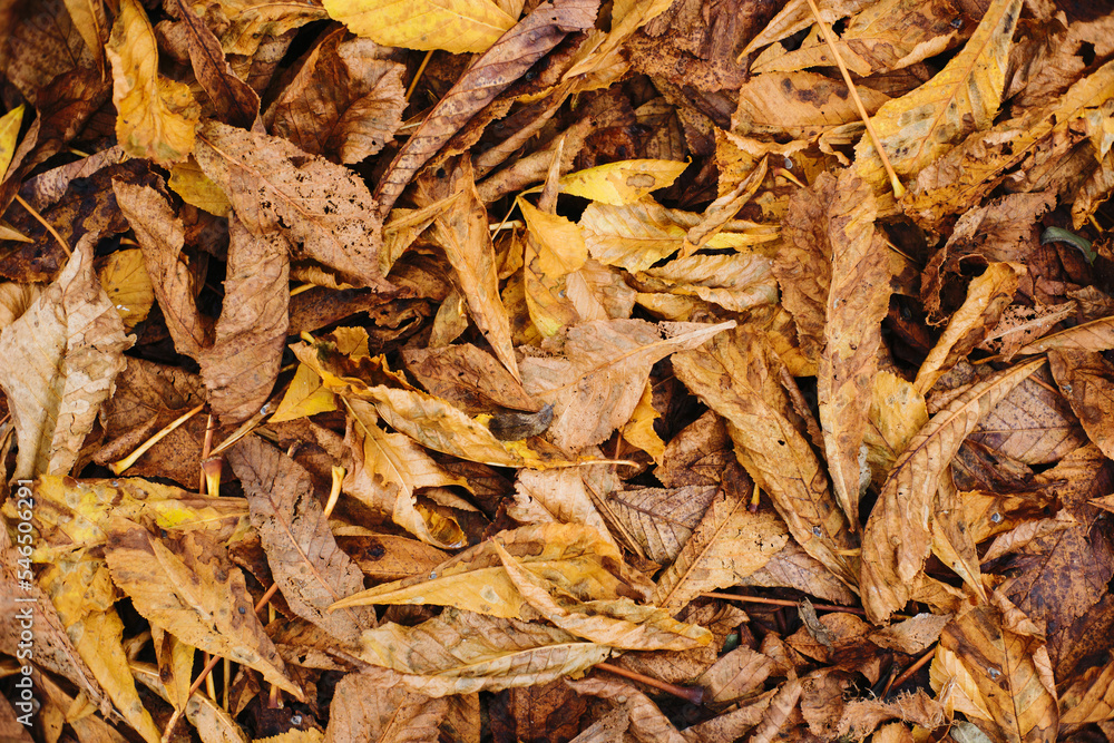 Autumn forest ground background. Golden yellow leaves on the ground. Fall season path in a park texture. Dry vibrant leaf organic landscape. Orange earth backdrop. Autumn forest ground background. Golden yellow leaves on the ground. Fall season path in a park texture. Dry vibrant leaf organic landscape. Orange earth backdrop.