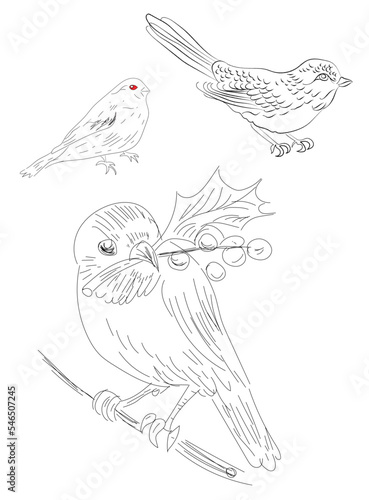 Canvas Print Christmas Birds, Robbin